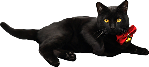猫